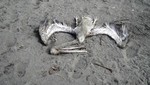 El Imarpe inició investigaciones que determinarán causa de muerte de pelicanos en el Litoral Norte del Perú