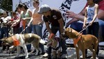 Guatemala: Más de un centenar de perros fueron engreídos por sus dueños