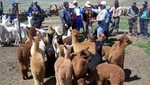 Se hará entrega de 600 mil dosis para prevenir mortandad de alpacas en Puno
