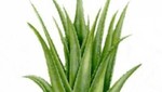 El Aloe Vera, lo verdadero de este aloe