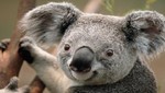 Australia declara a los koalas como especie amenazada