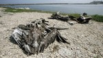 Falta de alimento fue la causa de muerte de los pelícanos en las playas del norte