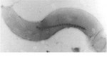 Crean componentes internos de computadoras a base de bacterias