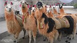 Arequipa ha implementado un nuevo sistema de transporte: 'Taxi llama'