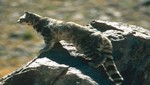 Raro gato andino ya no es exclusivo de los Andes (VIDEO)