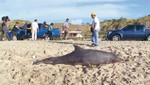Cerca de 7 mil delfines no llegarían a nuestro mar para reproducirse