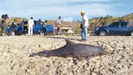 Cerca de 7 mil delfines no llegarían a nuestro mar para reproducirse