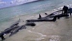 Ministerio de la Producción: muerte de delfines fue por causa natural