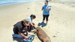 IMARPE nunca examinó cerebros de delfines