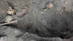 Encuentran 70 fósiles en Santuario de Pachacamac