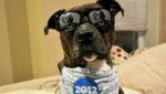 Perros, gatos y pájaros se unen en apoyo al presidente Barack Obama