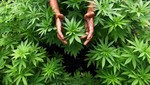 Especialistas cultivaron marihuana medicinal que no genera efectos secundarios