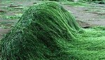 Microalgas: La espirulina