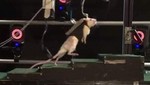 [VIDEO] Científicos logran que ratas paralíticas vuelvan a caminar