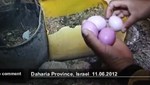 [VIDEO] Gallina en Palestina pone huevos color morado