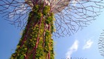 Árboles solares gigantes se inaugurarán en Singapur