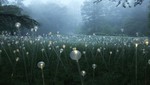 Bruce Munro presenta su jardín de flores LED