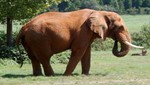 Un elefante corto de vista podría recibir lentes de contacto de tamaño jumbo