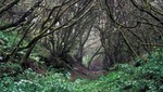 UNESCO: Reserva de la Biosfera de El Hierro llama la atención en el portal del organismo