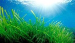 Ecosistemas acuáticos generarán más cantidad de CO2
