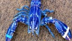 En Nueva Escocia encuentran una rara langosta azul
