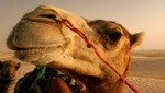[FOTOS] Usan el pelaje de un camello para mostrar un poco de arte