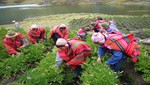 El Perú celebra hoy el Día del Campesino