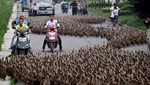 [VIDEO] China: Agricultor sacó a pasear a sus cinco mil patos por la carretera