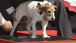 [VIDEO] Uggie, perrito del filme 'The Artist', grabó sus huellas en el Teatro Chino
