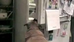 [VIDEO] Perro hambriento abre la refrigeradora y saca la comida