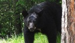 [VIDEO] Osos negros se pelean en jardín de Florida