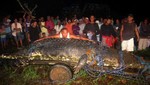 Lolong es el cocodrilo más grande del mundo en cautiverio