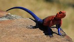 [FOTOS] Lagarto 'Spiderman' fue captado por fotógrafo brasilero