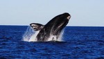 Japón dice no al santuario de las ballenas