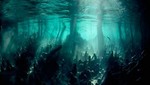 Cambio climático hunde en el mar a los bosques submarinos de Europa