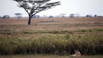 Desiertos de África volverían a ser bosques