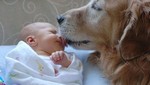 Perros protegerían a los bebes contra algunas enfermedades