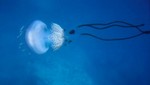 Confirman existencia de medusa marina
