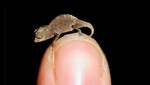 Científicos descubren camaleón más pequeño del mundo