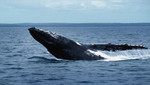 Ballenas no tendrán santuario en el Atlántico sur