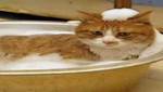 Video: conozca al gato más limpio del mundo