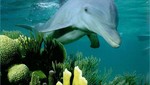 Descubren nueva especie de delfines en Australia
