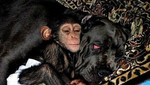 [FOTOS] Chimpancé bebé fue adoptado por una perra