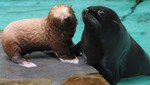 [FOTOS] Presentan a la primera foca albina en un zoológico de Alemania
