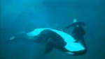 [VIDEO] Orca ataca por miedo a su entrenador