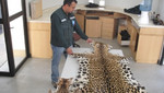 Dos pieles de tigres fueron incautadas en Arica que eran procedentes del Perú