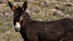 [VIDEO] Conductor traslada burro en la tolva de su camioneta