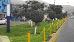 Siembran 20 mil plantones en el Rímac en campaña de arborización