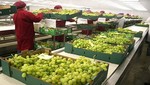 MINAG: Exportaciones agrarias sumaron US$ 1,758 millones en primer semestre del 2012
