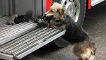 [FOTOS] Chile: Perrita salvó a sus cachorros de un incendio
